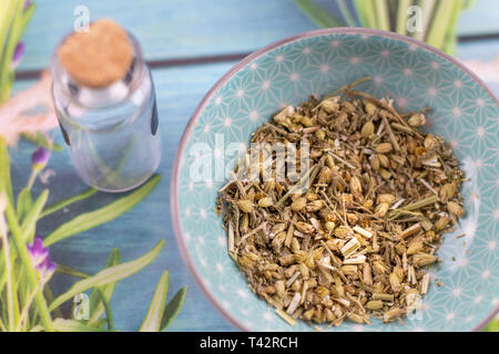 Yarrow erbe curative dettaglio Foto Stock