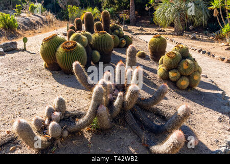 Cactus, Wrigley Botanical Gardens & Memorial sull isola Catalina, California. Foto Stock