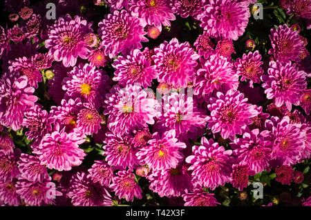 Rosa purple aster fiore in estate. vignette sfondo, natura. Foto Stock