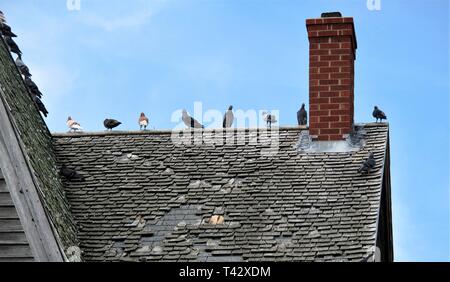 Fila di uccelli sulla sommità del tetto Foto Stock