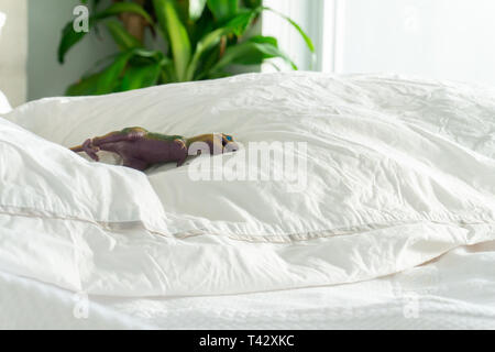 T-rex dinosauro bambino giocattolo sul soffice letto con i genitori, stropicciato con piumino e lenzuola e biancheria da letto bianca. Raffiguranti home con i bambini, parenting, divertendosi. Foto Stock