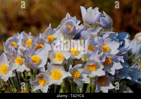 Protetto da belle e rare flower Pulsatilla patens e suoi ibridi con la pulsatilla vernalis blooming solo in alcune aree del sud Finlands per Foto Stock