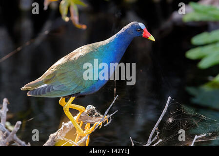 American pollo sultano (Porphyrio martinicus) appollaiato su un ramo in Valle di squalo, Everglades National Park, Florida, Stati Uniti d'America Foto Stock