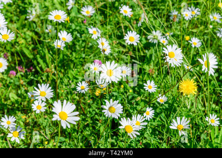 Blooming prato con diverse erbe Foto Stock