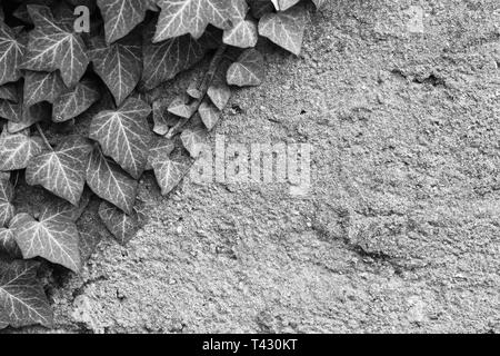 Grigio muro di cemento & bella ivies fresco con abbondanza di foglie che crescono su di essi. Bellissimo sfondo immagine di tessitura con rustici vibes. Foto Stock