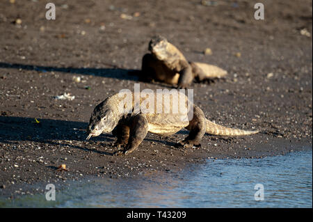 Coppia di draghi di Komodo sulla spiaggia, Varanus komodoensis, baia a ferro di cavallo, sud Rinca Isola, Parco Nazionale di Komodo, Indonesia Foto Stock