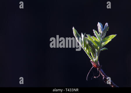 Foglie di dispiegamento, scoppio bud di Rowan o mountain-ceneri in una foresta scura Foto Stock