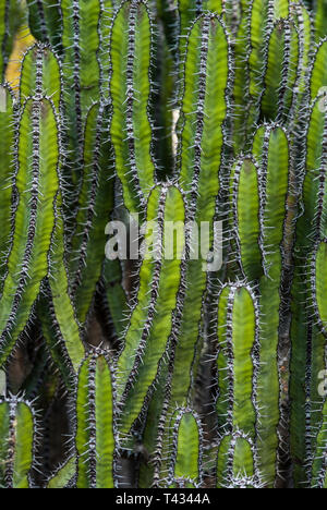 La spinosa, candleabra simile a bussola succulenti Fishbone Thistle, o Euphorbia polyacantha, close-up Foto Stock