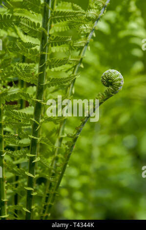 Fronde di hardy nativi di Matteuccia struthiopteris 'Struzzo fern', con uno dispiegarsi frond Foto Stock