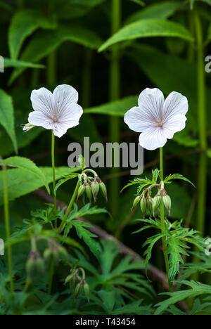 Due cranesbill, Geranium clarkei 'Kashmir White' in ombra, con foglie e tra gli altri il verde Foto Stock