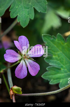 Viola chiaro cranesbill, geranio krameri, con foglie, in ombra Foto Stock