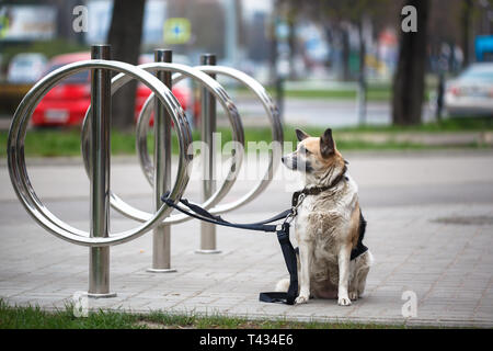 In attesa del cane per il proprietario, legata ad un parcheggio per le bici rack. Una razza mista cane legato a un supporto per bicicletta in attesa per il suo master Foto Stock