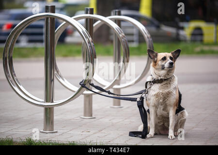 In attesa del cane per il proprietario, legata ad un parcheggio per le bici rack. Una razza mista cane legato a un supporto per bicicletta in attesa per il suo master Foto Stock
