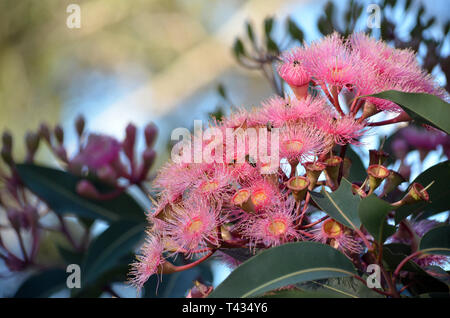 Fiori di colore rosa e boccioli dei nativi australiani cultivar Corymbia Estate bellezza, famiglia Myrtaceae. Foto Stock