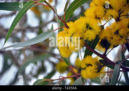 Vibranti fiori gialli di mallee gum tree Eucalyptus erythrocorys, famiglia Myrtaceae. Noto anche come Illyarrie, rosso tappate Gum o casco di gomma del dado Foto Stock