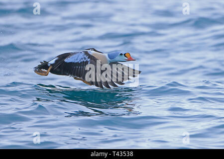 Re maschio Eider in volo a Batsfjord Norvegia Foto Stock