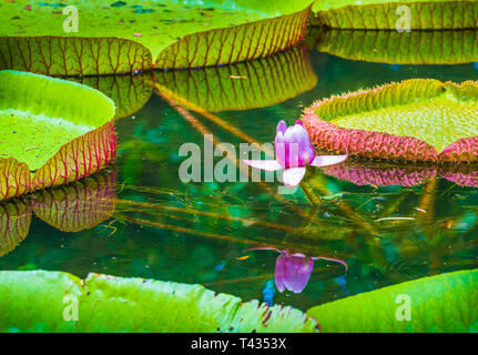 Ninfee Victoria amazonica fiore di loto pianta. Pamplemousses Il giardino botanico, Maurizio Foto Stock