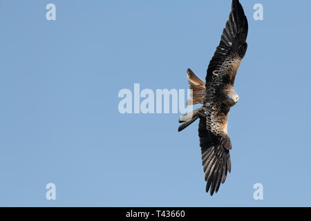 Nibbio reale in volo Foto Stock