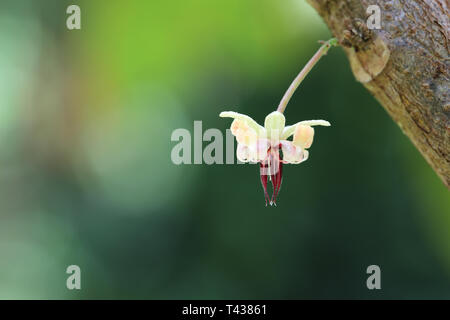 Fiore di cacao Foto Stock