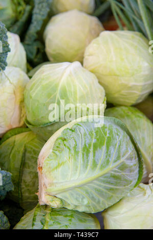 Cavolo cappuccio o Brassica oleracea capitata Cavolo nero, Borecole, broccoli Foto Stock