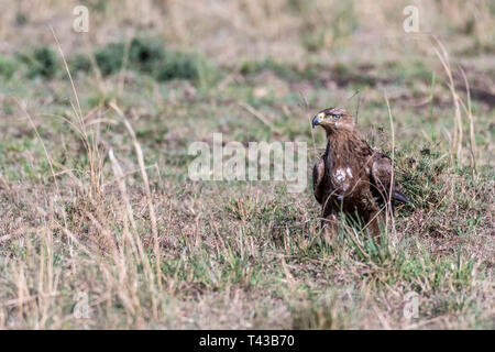 Bruno eagle mangiare a sinistra su pelle di animale in Masai Mara riserva nazionale Foto Stock