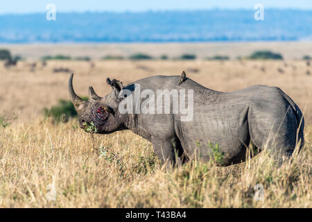 Spurgo rhino dopo la lotta al pascolo da soli nel Maasai Mara Foto Stock