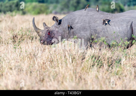 Spurgo rhino dopo la lotta e uccelli che vola sulla sua schiena nel Maasai Mara Foto Stock