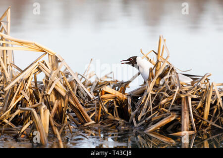 Tern alzarsi e cantare il suo nido fatto di reed in primavera Foto Stock