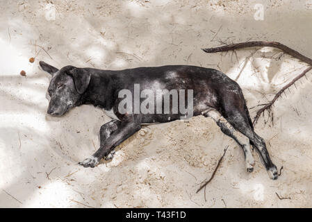 Uno nessuno il grigio scuro cane dorme sulla sabbia nell'ombra Foto Stock