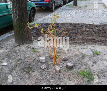 Un contorte willow impianto in un pavimento giardino. Salix babylonica tortuosa, curly willow,cavatappi willow Foto Stock