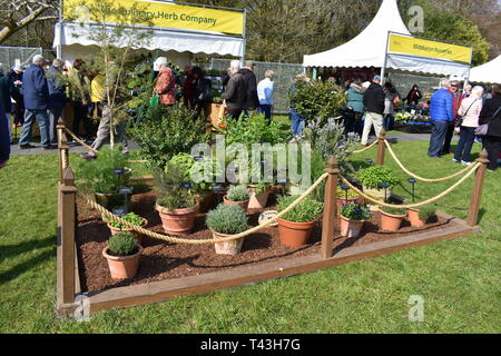 Le erbe sul display della RHS Cardiff flower show, Bute Park, Cardiff, Galles Foto Stock