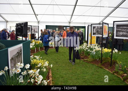 Persone che guardano un daffodil il display della RHS Cardiff flower show, Bute Park, Cardiff, Galles Foto Stock