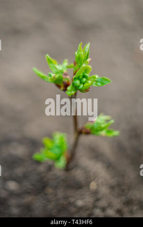 Il germoglio di germinare da terra presa manuale su ottiche. Messa a fuoco selettiva. la natura. Foto Stock