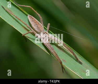 nursery web ragno seduto su una lama di erba Foto Stock