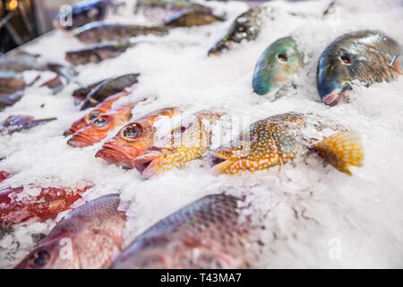 Pesce di mare sul ghiaccio nel mercato di frutti di mare. Foto Stock