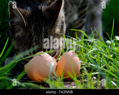 Gatto mangia uovo crudo, Felis catus Foto Stock