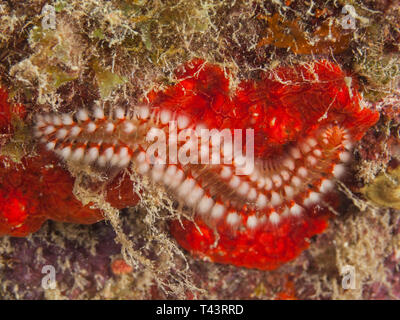 Bearded Fireworm (Hermodice carunculata).Underwater Los Roques, Venezuela Foto Stock