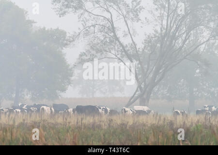 Una mandria di mucche in un campo inizio in una nebbiosa mattina nel Natal Midlands, Sud Africa. Foto Stock