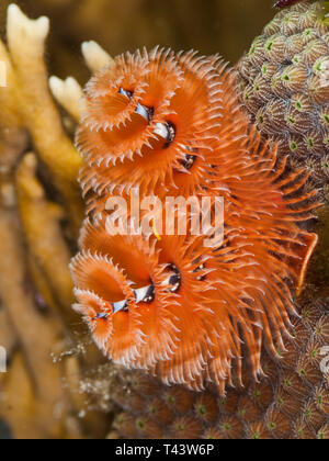 Colorato albero di Natale di worm, Spirobranchus giganteus, Mar dei Caraibi, los roques Foto Stock