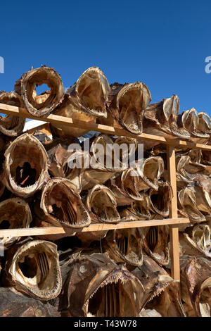 Scaffalature in legno dello Stoccafisso è il pesce non salato, in particolare del merluzzo, essiccato mediante aria fredda e il vento Foto Stock