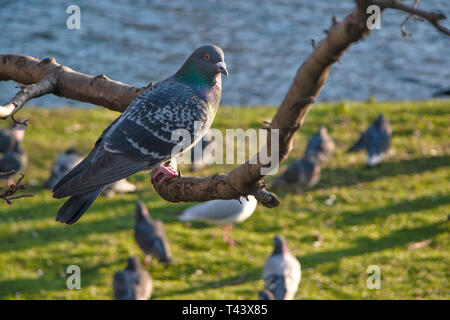 Piccioni selvatici (Columba livia domestica) seduto sul ramo di un albero più uccelli sull'erba verde terreno vicino al lago in background. Foto Stock