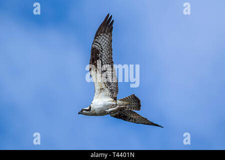 Un Osprey vola in alto nel cielo con un pesce negli artigli in Fernan, Idaho. Foto Stock