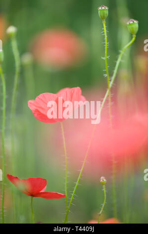 Papaveri rossi, mais papavero (Papaver rhoeas) nel campo. Messa a fuoco selettiva e molto leggera profondità di campo a. Foto Stock