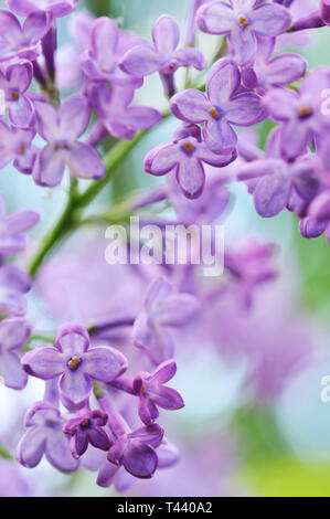 Close-up di viola fiori lilla. Profondità di campo. Foto Stock