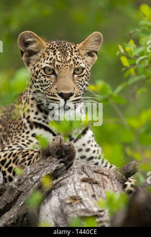 Leopardi del maggiore parco di Kruger, Sud Africa Foto Stock