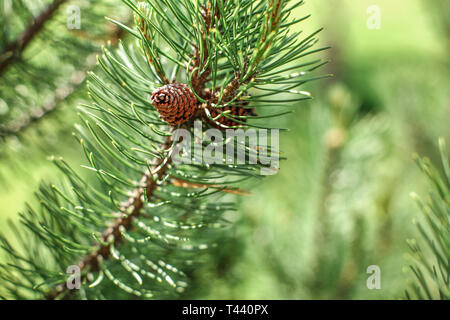 La profondità di campo di una foto, solo un piccolo cono di conifere in focus, verde giovane abete, il sole splende nel retro. Molla di astratta sfondo di foresta. Foto Stock