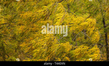 Vento europeo in movimento il larice (Larix decidua) rami con colorato in giallo autunno fir. Abstract sfondo ventoso. Foto Stock