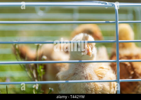 Un Buff Orpington picchi di pulcino attraverso la gabbia. Foto Stock