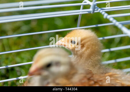 Un Buff Orpington picchi di pulcino attraverso la gabbia. Foto Stock
