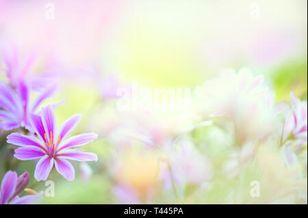 Siskiyou Lewisia (Lewisia cotiledone) fiori. Messa a fuoco selettiva e profondità di campo. Foto Stock